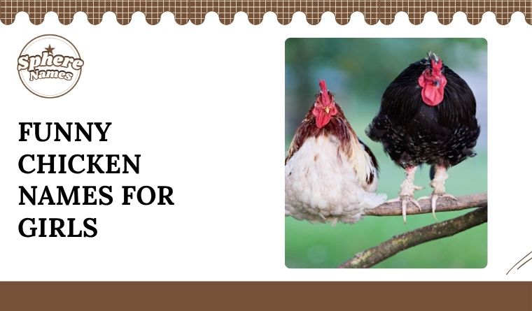 Funny Chicken Names for Girls