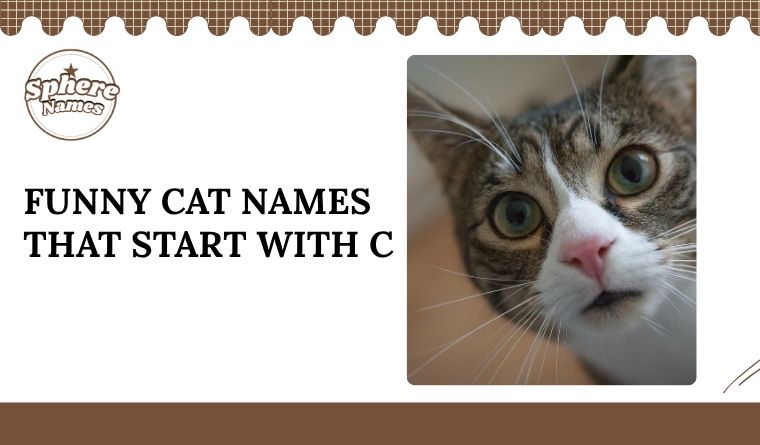 Funny Cat Names That Start With C